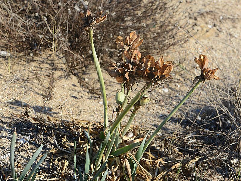 Pancratium fruits