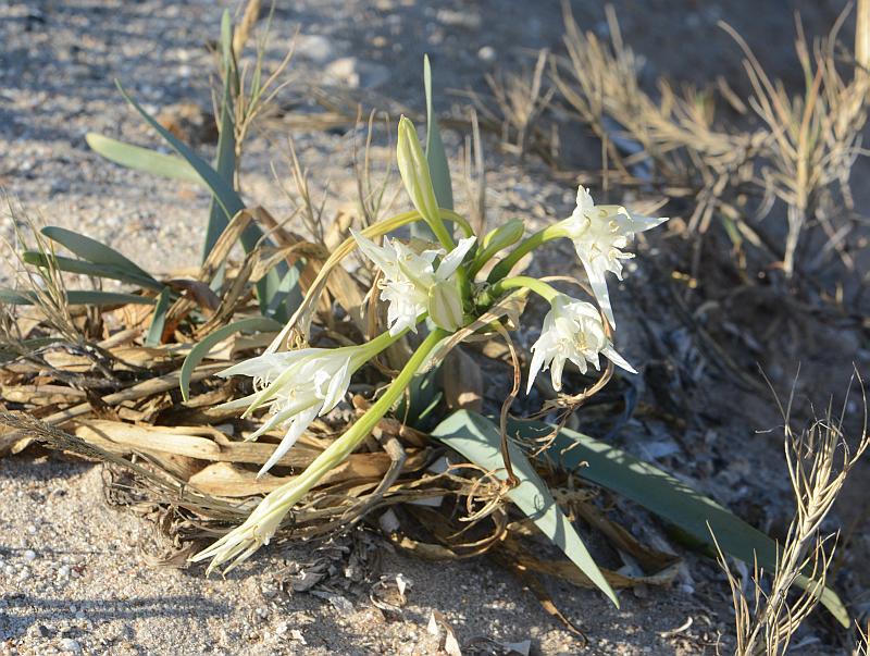 Pancratium