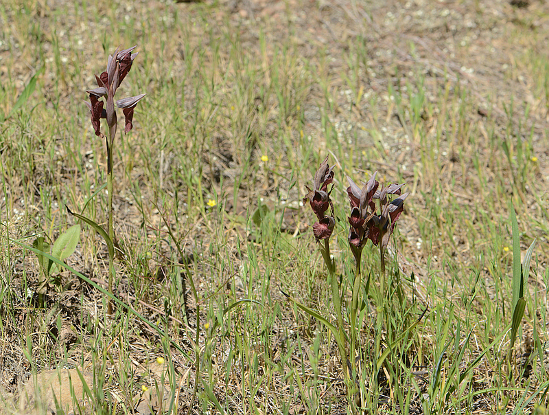 Serapias cordigera