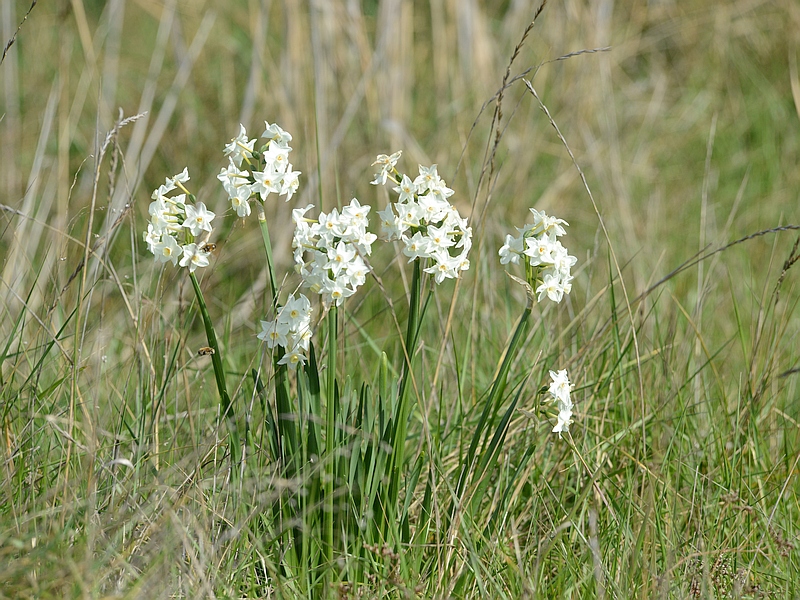 Narcissus tazetta