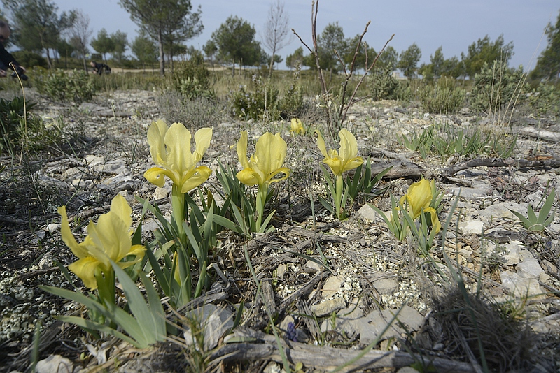 Iris lutescens =i;chamaeiris)