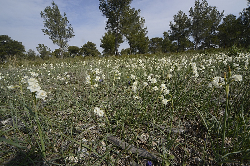 Narcissus papyraceus