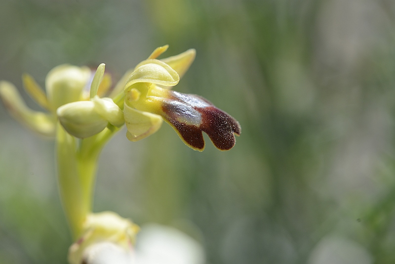 Ophrys fusca