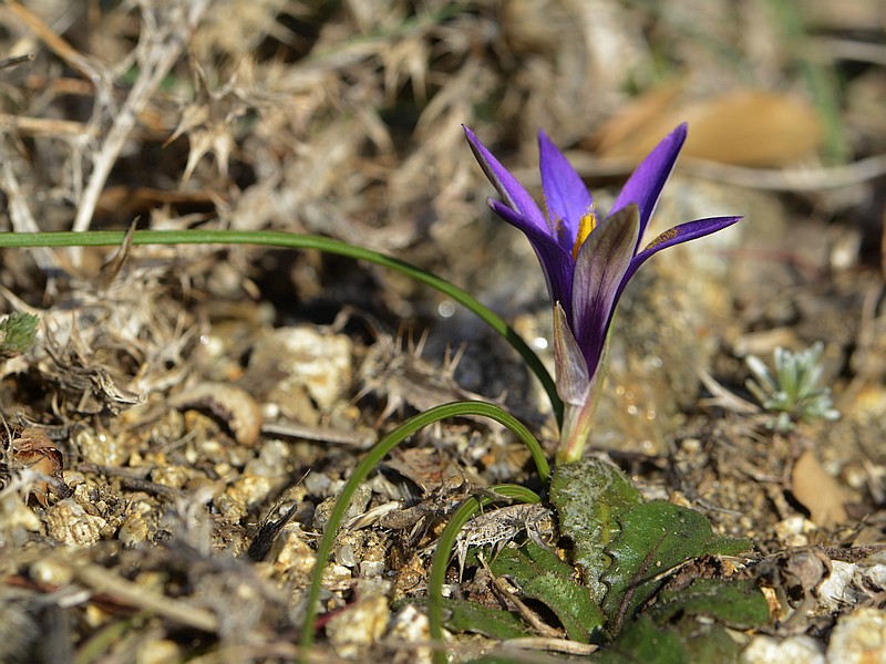 Romulea arnaudii