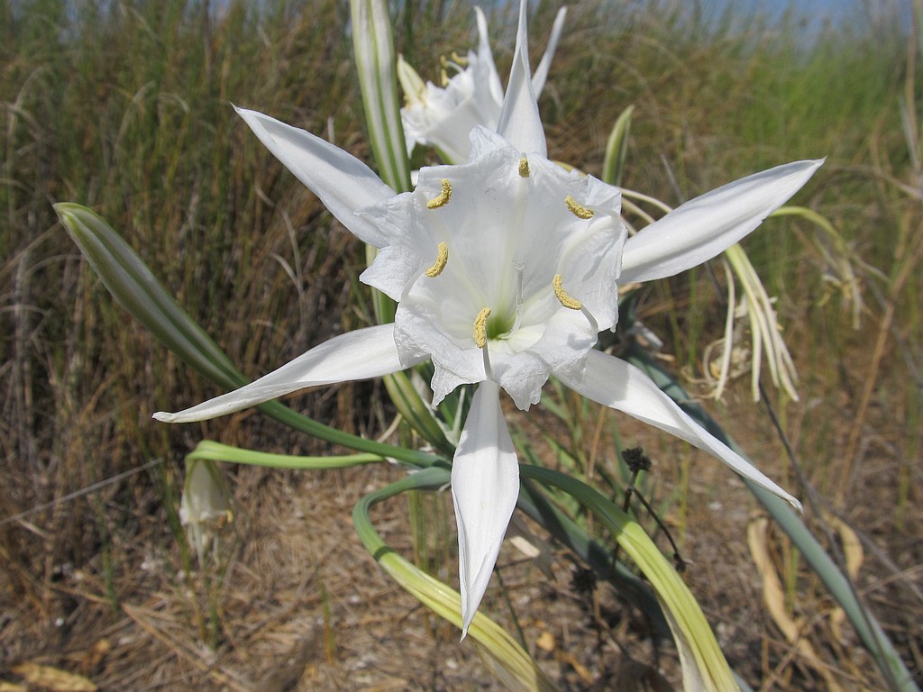 Pancratium maritimum