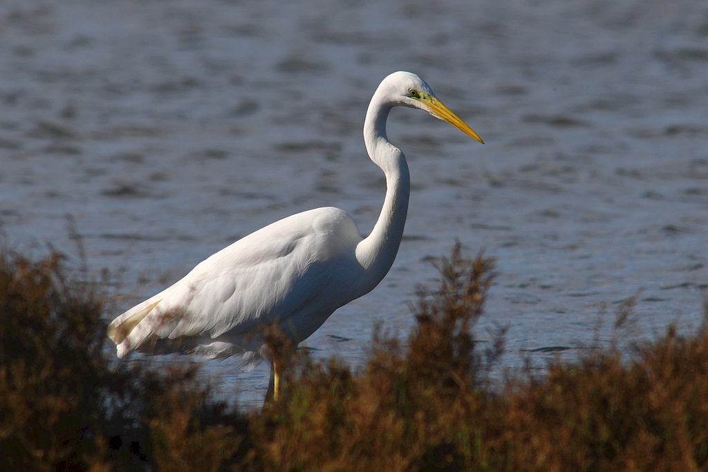 grande aigrette