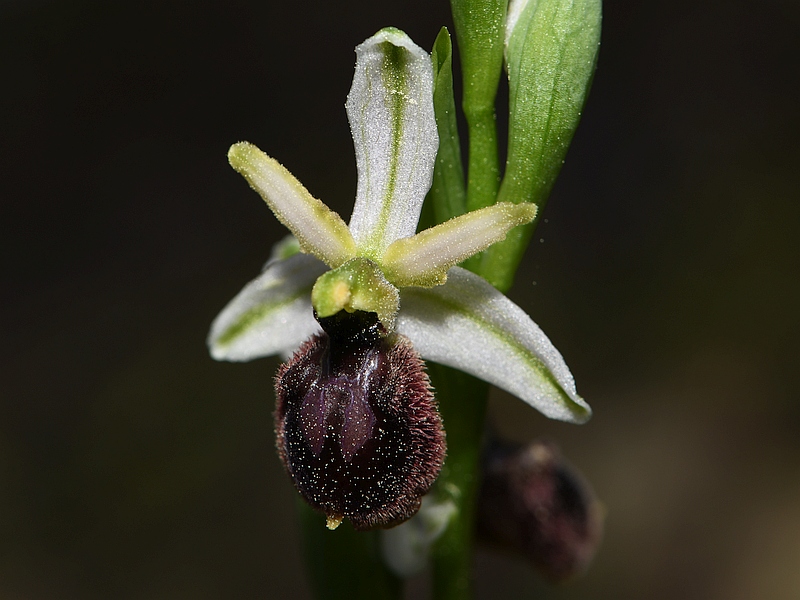 Ophrys exaltata