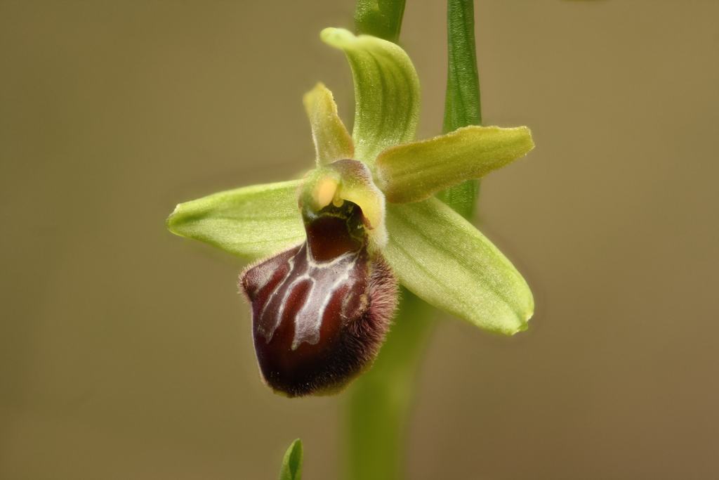 Ophrys massiliensis