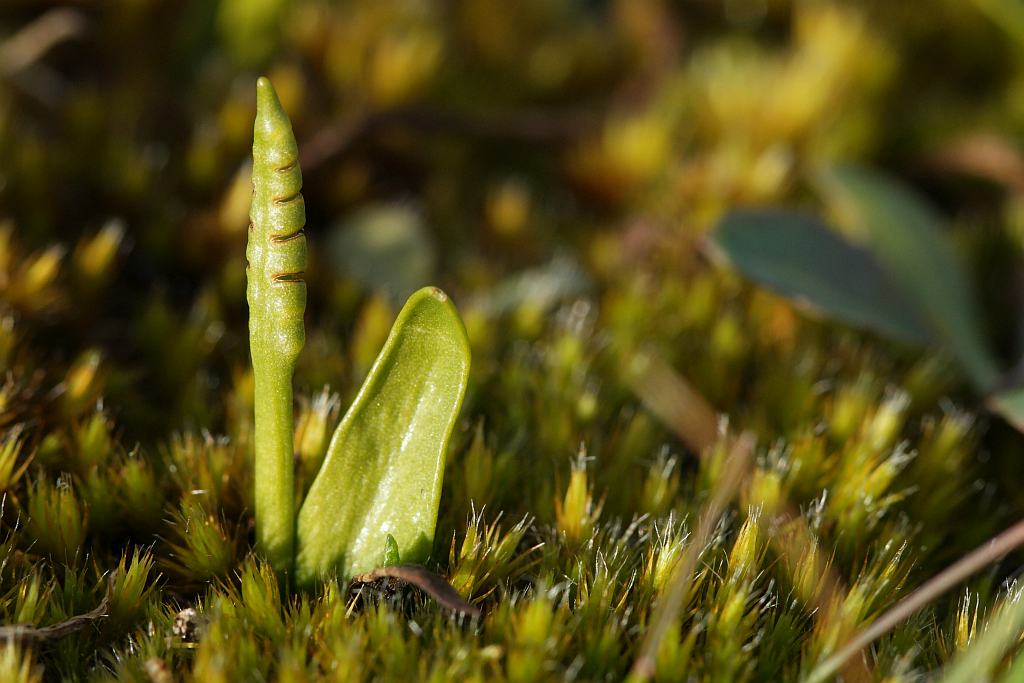 Ophioglossum azoricum