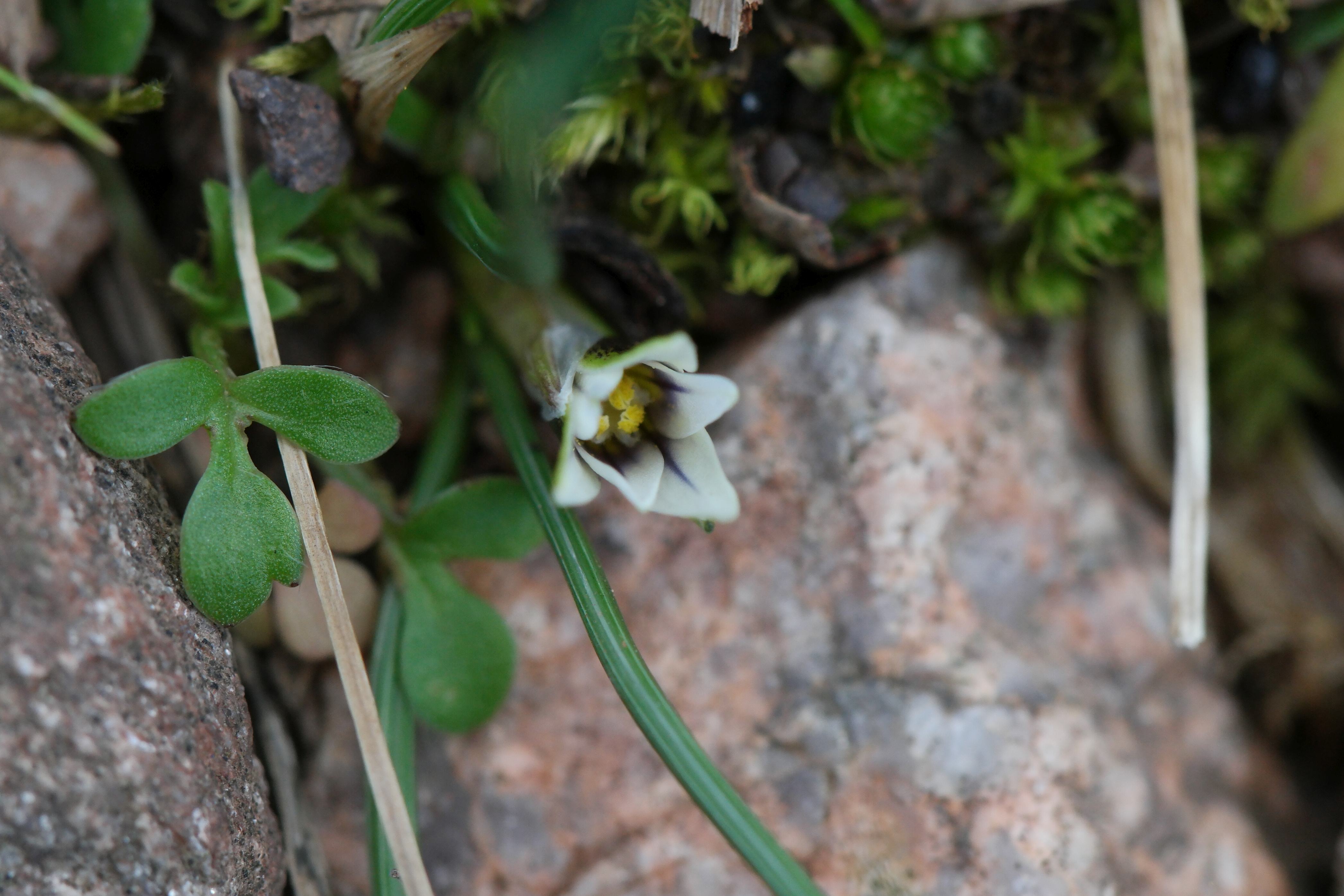 Romulea columnae