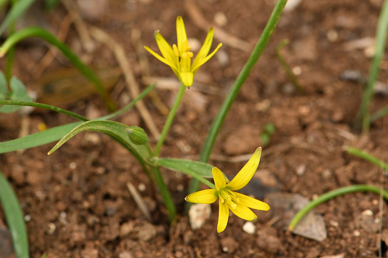 Gagea pratensis