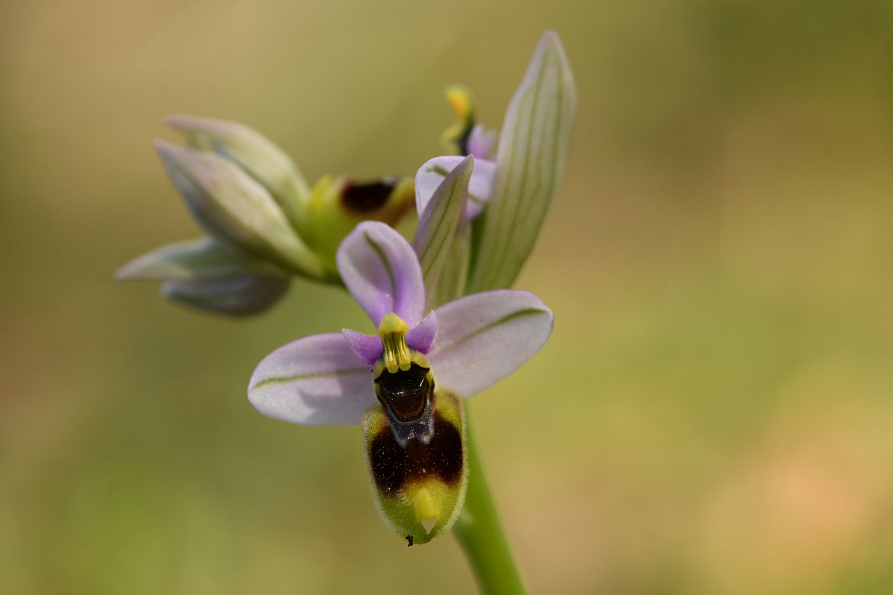 Ophrys tenthredinifera