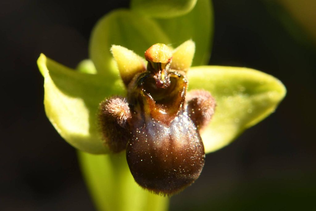 Ophrys bombyliflora