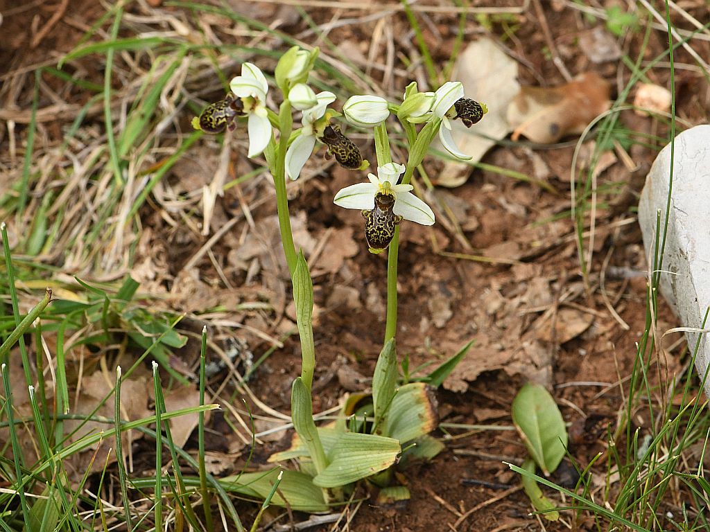 Ophrys philippii