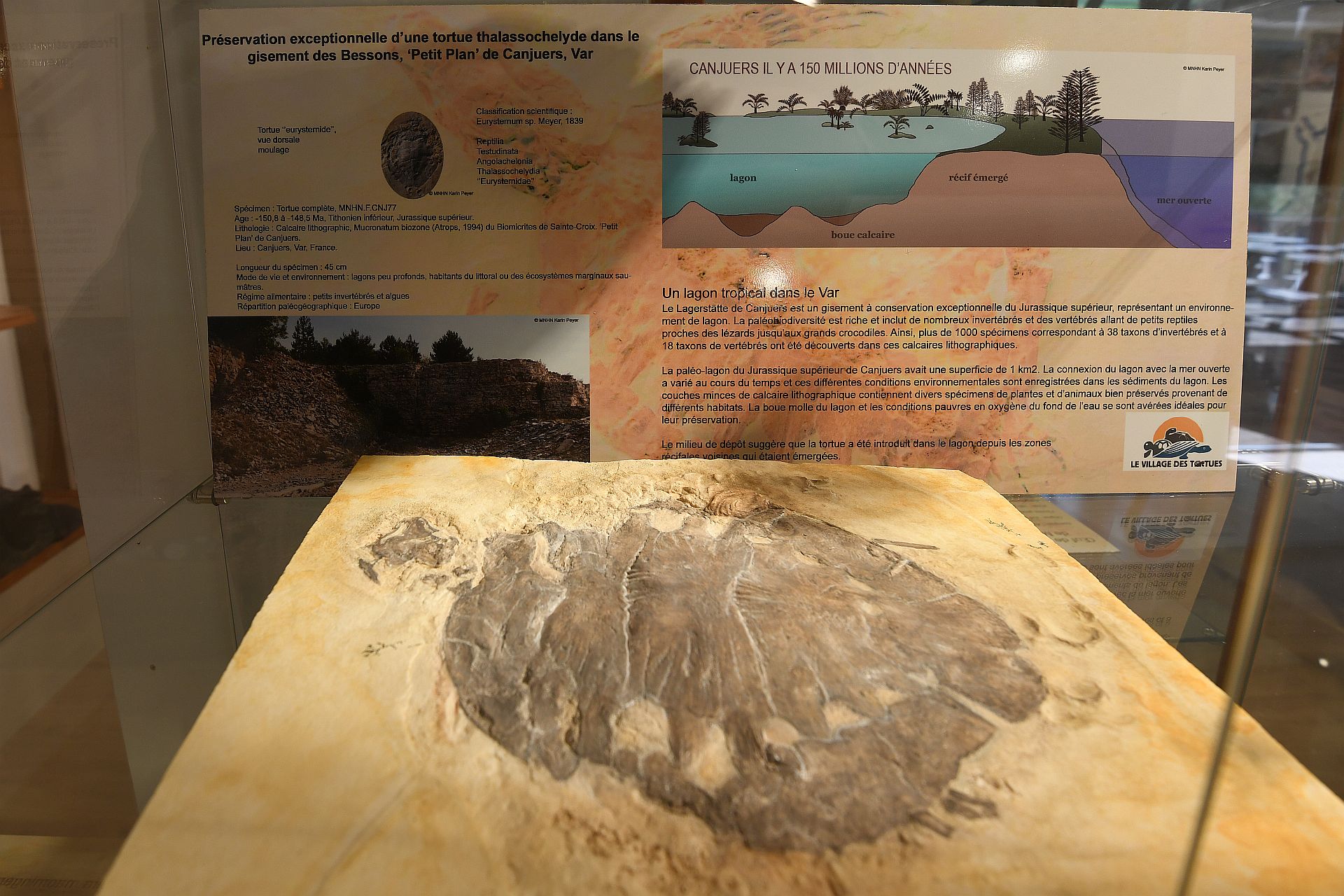 fossile de tortue du tithonien de Canjuers