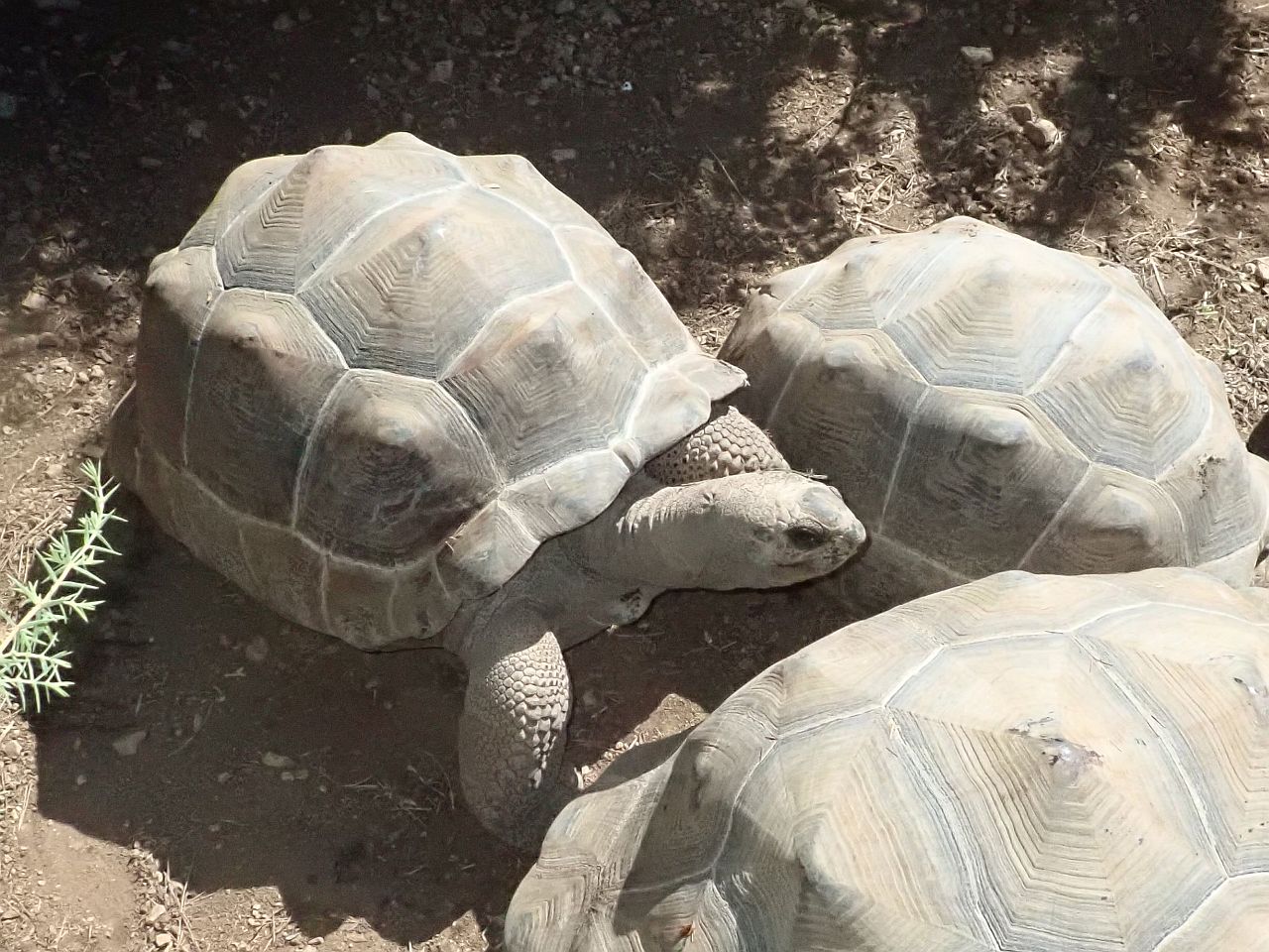 tortue Aldabra