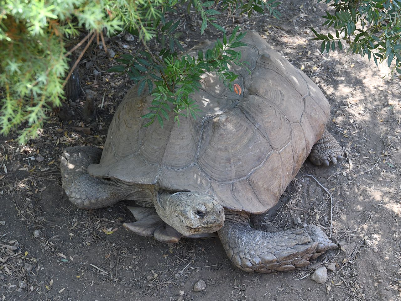 sulcata