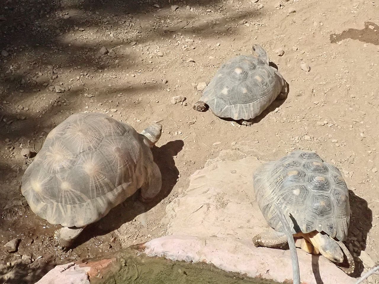 tortue rayonne de Madagascar
