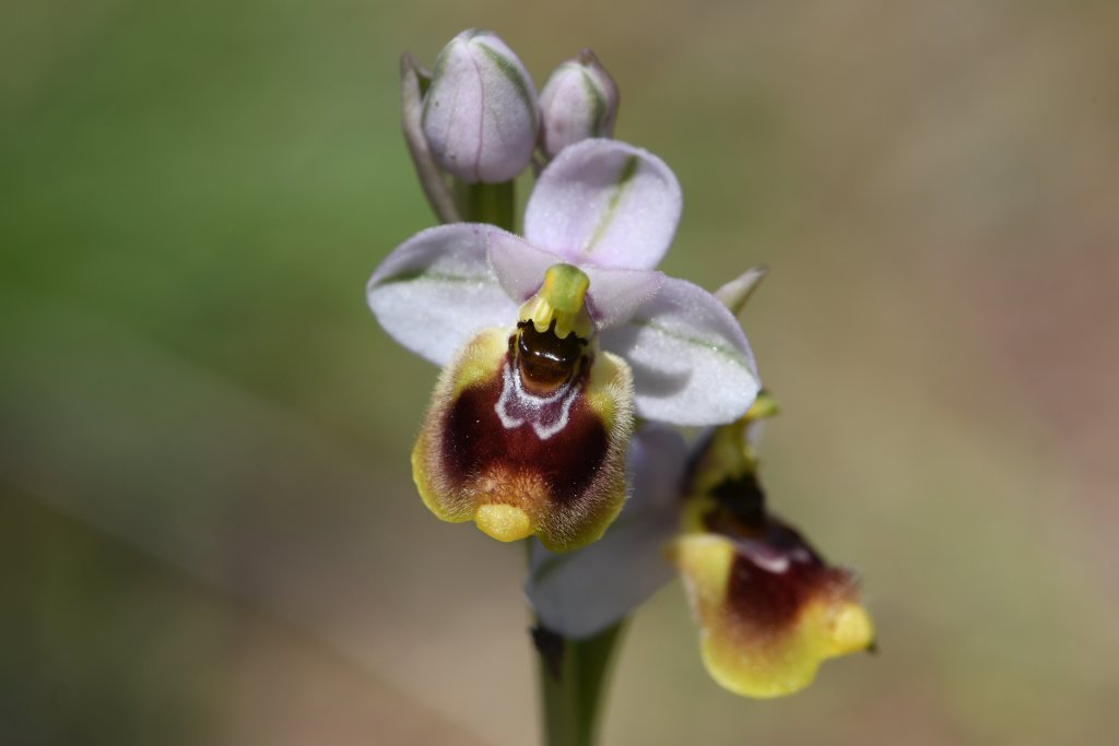 Ophrys tenthredinifera