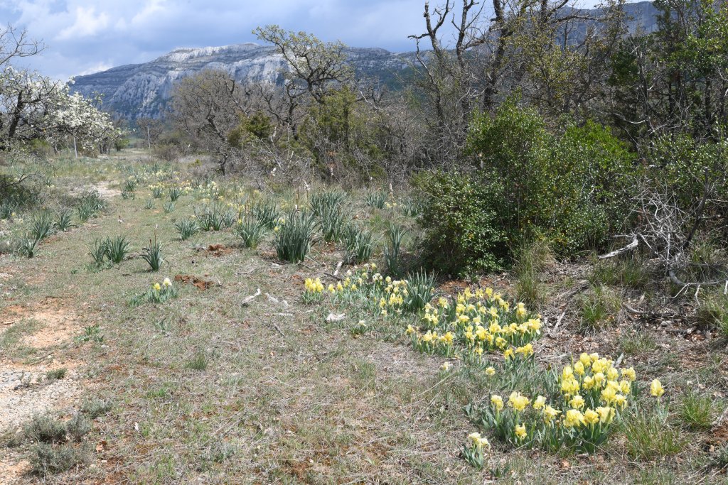 Iris lutescens