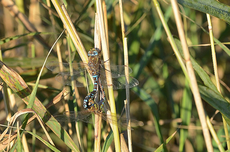 aeschna mixta