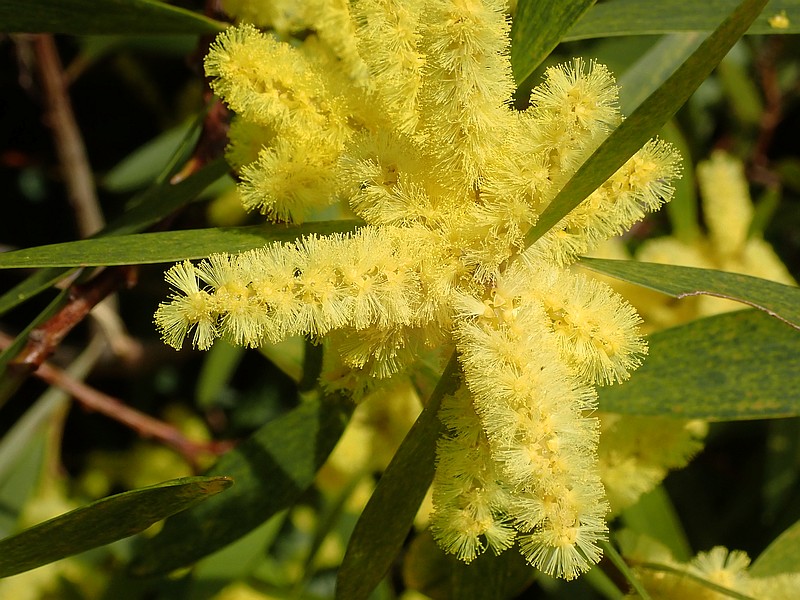 Acacia longifolia