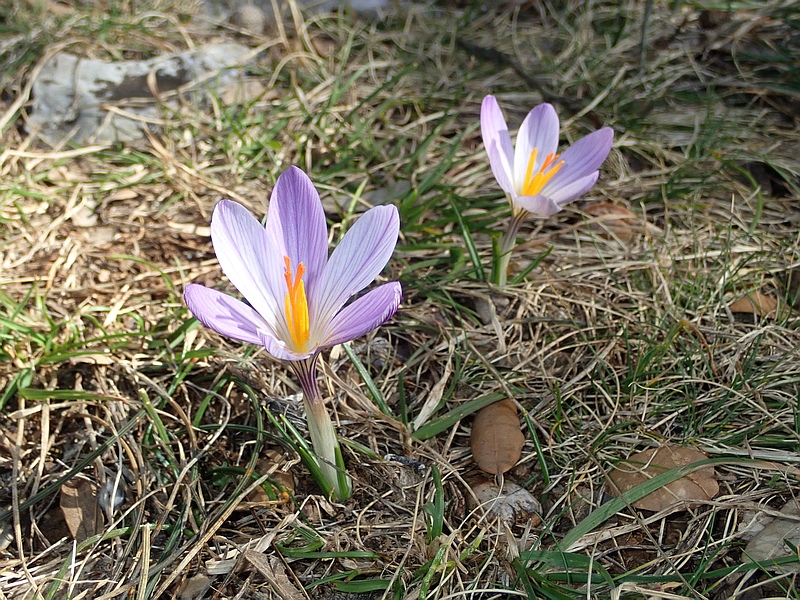 Crocus diversicolor