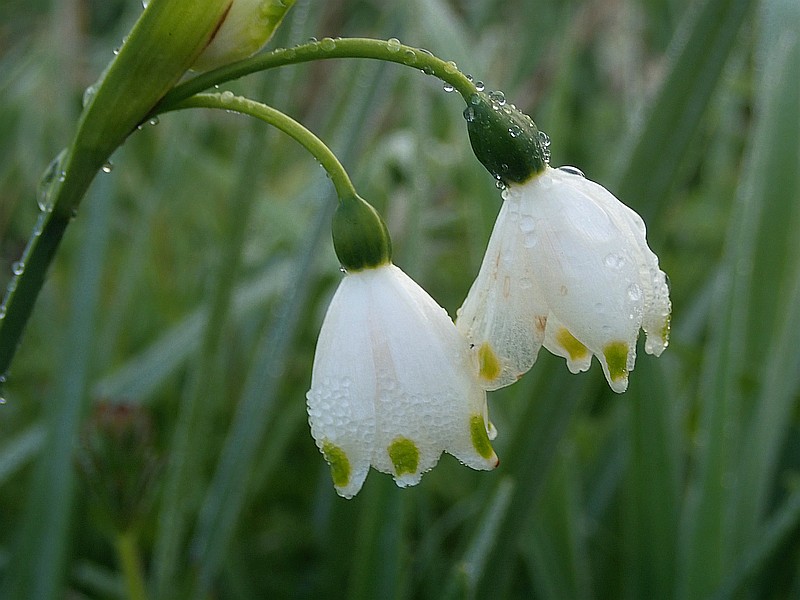 Leucoium aestivum