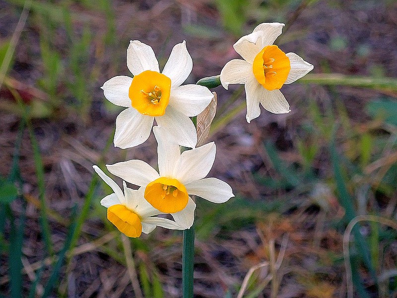 Narcissus tazetta