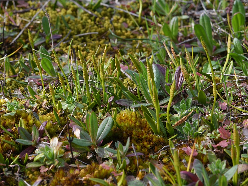 Ophioglossum azoricum