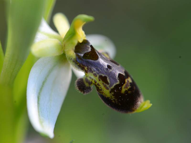 Ophrys philippi