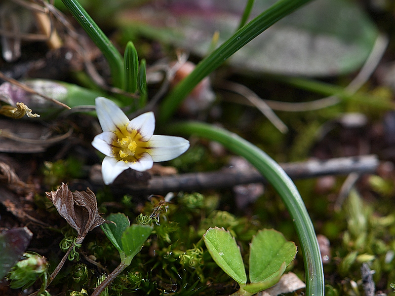 Romulea columnae