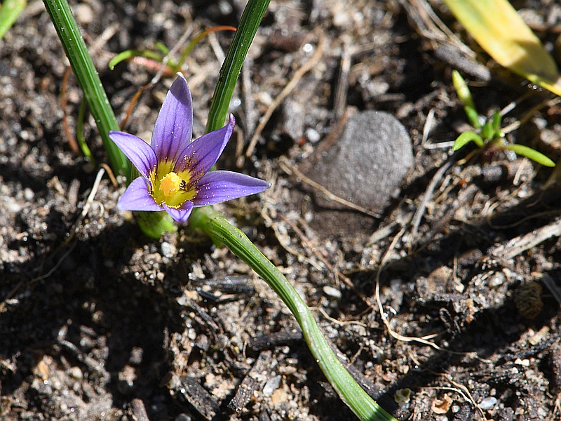 Romulea ramiflora