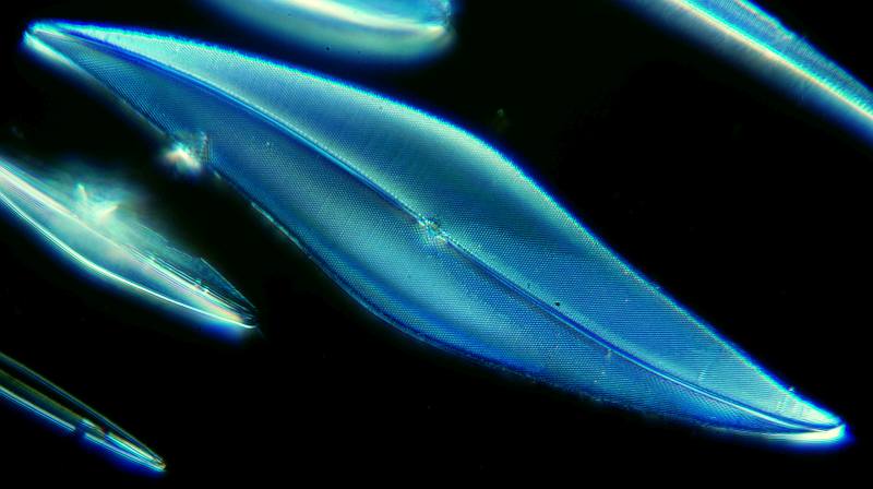 dond noir immersion PZO et Pleurosgma