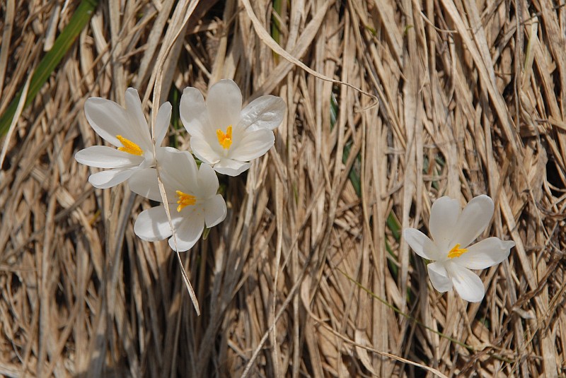 Crocus vernus