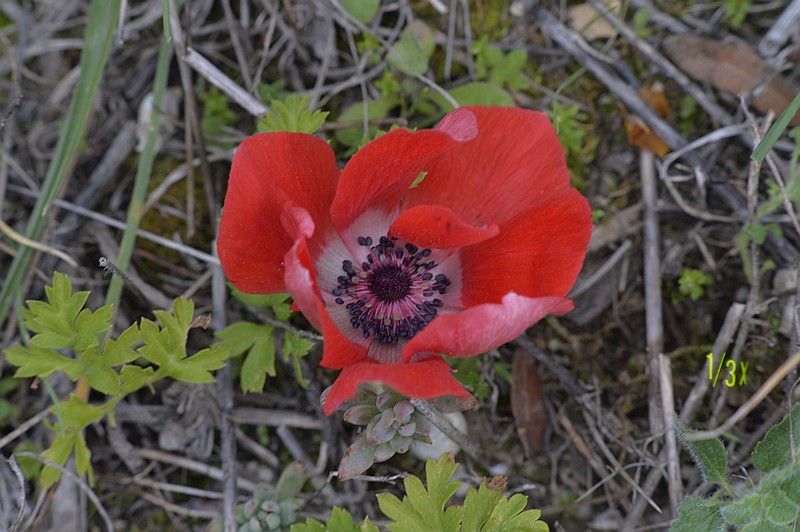 Anemone coronaria