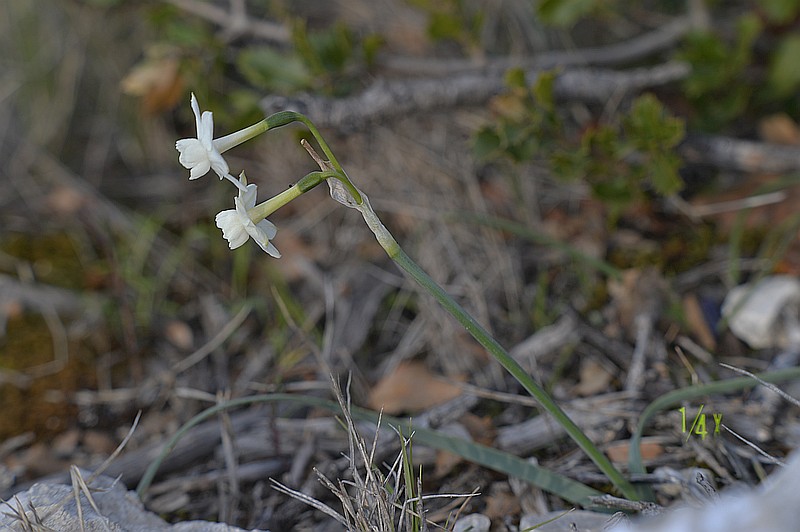 Narcissus dubius