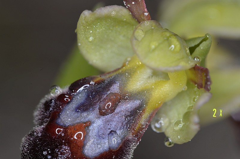 Ophrys fusca 2X