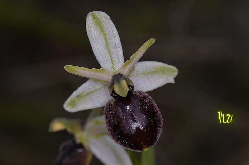 Ophrys arachnitiformis