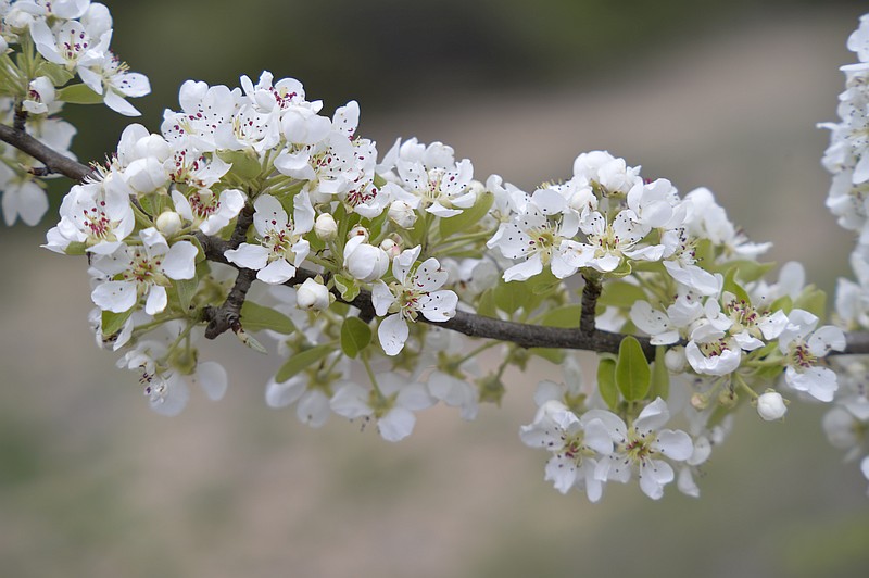 Pyrus spinosa