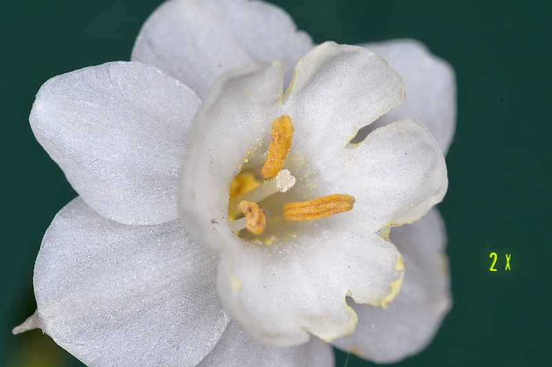 Narcissus dubius medical nikkor 120mm 2x