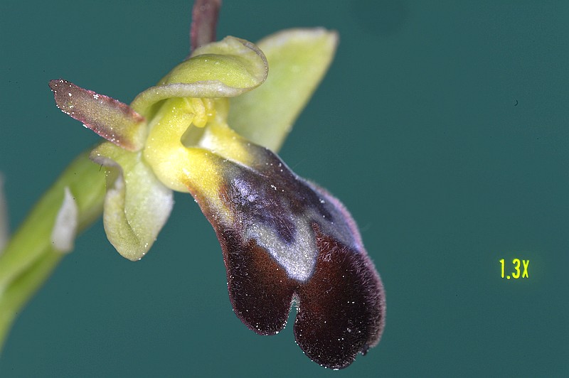 Ophrys fusca 120mm en studio