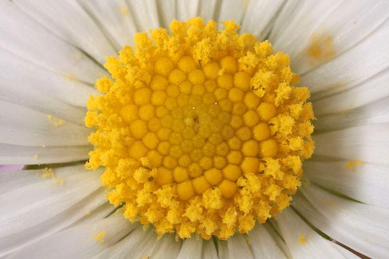 paquerette Test MPE65 2x