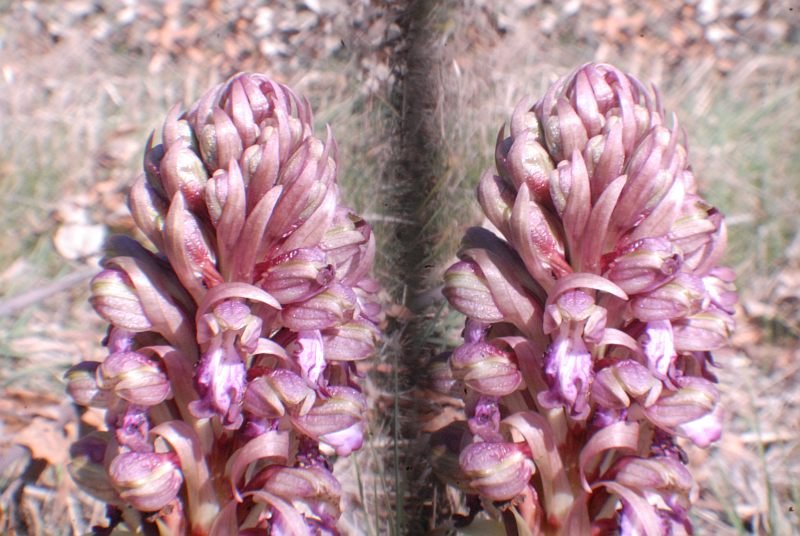 Barlia avec Loreo sur D200