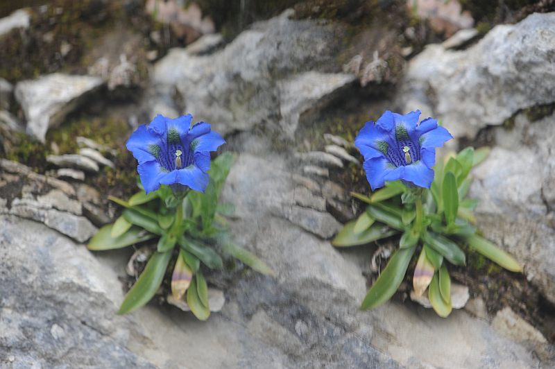 exemple Stitz sur 105