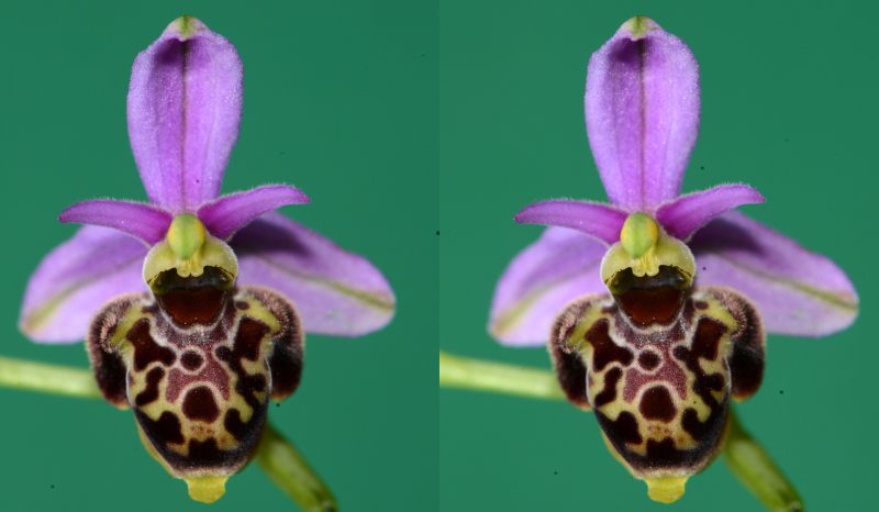 Ophrys par translation de l'appareil