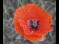 coquelicot