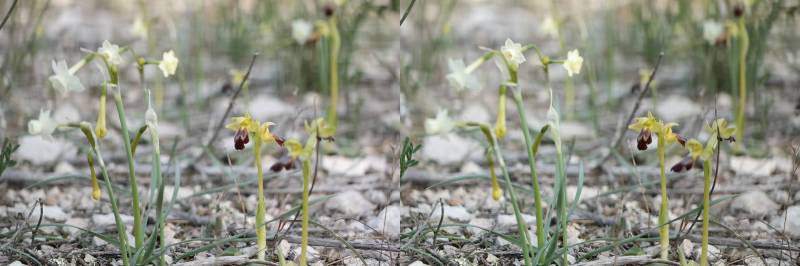narcissus dubius et Ophrys fusca