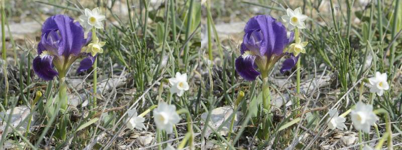 Iris lutescens et Narcissus dubius