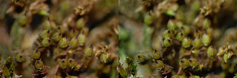 Orthotrichum